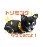 愛犬せいしろう君のスタンプ（個別スタンプ：5）
