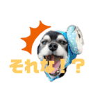 愛犬せいしろう君のスタンプ（個別スタンプ：7）
