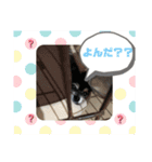 愛犬せいしろう君のスタンプ（個別スタンプ：8）