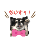 愛犬せいしろう君のスタンプ（個別スタンプ：9）