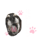 愛犬せいしろう君のスタンプ（個別スタンプ：10）