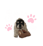 愛犬せいしろう君のスタンプ（個別スタンプ：11）