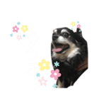 愛犬せいしろう君のスタンプ（個別スタンプ：12）