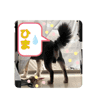 愛犬せいしろう君のスタンプ（個別スタンプ：14）