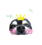 愛犬せいしろう君のスタンプ（個別スタンプ：15）