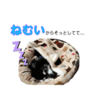 愛犬せいしろう君のスタンプ（個別スタンプ：16）