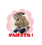 うさぎのビビ☆日常会話スタンプ2（個別スタンプ：18）