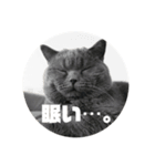 うちのにゃんこ-ジジ-（個別スタンプ：1）