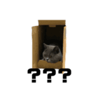 うちのにゃんこ-ジジ-（個別スタンプ：5）
