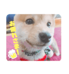 マックスの日常会話（個別スタンプ：7）