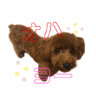 チョコタの日常2（個別スタンプ：8）