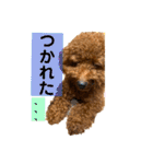 チョコタの日常2（個別スタンプ：23）