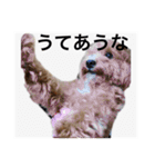 長崎弁をしゃべるわんこ（個別スタンプ：1）