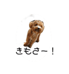 長崎弁をしゃべるわんこ（個別スタンプ：3）