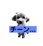 長崎弁をしゃべるわんこ（個別スタンプ：6）