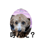 長崎弁をしゃべるわんこ（個別スタンプ：7）