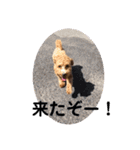 長崎弁をしゃべるわんこ（個別スタンプ：8）