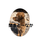 長崎弁をしゃべるわんこ（個別スタンプ：9）