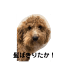 長崎弁をしゃべるわんこ（個別スタンプ：13）