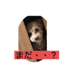 長崎弁をしゃべるわんこ（個別スタンプ：16）