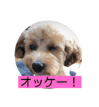 長崎弁をしゃべるわんこ（個別スタンプ：17）