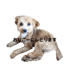 長崎弁をしゃべるわんこ（個別スタンプ：23）