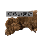 長崎弁をしゃべるわんこ（個別スタンプ：24）