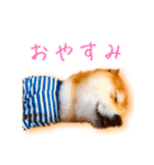 柴犬のケンくん（個別スタンプ：4）