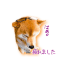 柴犬のケンくん（個別スタンプ：14）