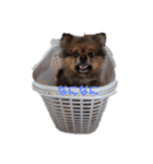 ワンちゃんいろいろ（個別スタンプ：2）