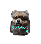 ワンちゃんいろいろ（個別スタンプ：5）