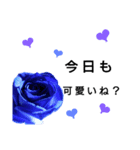 5色の薔薇 2（個別スタンプ：13）