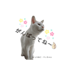 しろねこ姉妹part3（個別スタンプ：1）