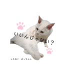 しろねこ姉妹part3（個別スタンプ：2）