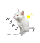 しろねこ姉妹part3（個別スタンプ：4）