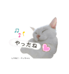 しろねこ姉妹part3（個別スタンプ：6）