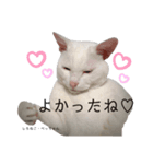 しろねこ姉妹part3（個別スタンプ：7）
