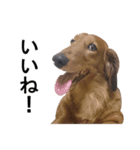 Mr,Jack2（個別スタンプ：8）
