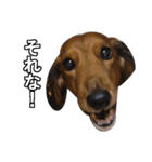 Mr,Jack2（個別スタンプ：16）