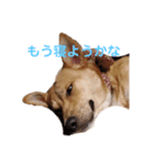 さくよちゃんの1日（個別スタンプ：11）