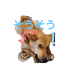 さくよちゃんの1日（個別スタンプ：15）