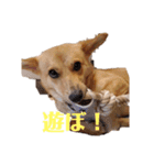 さくよちゃんの1日（個別スタンプ：17）