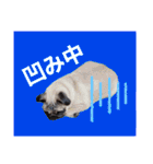 喜怒哀楽なパグと変な飼い主（個別スタンプ：5）