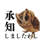 チームたわし（個別スタンプ：1）