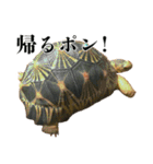 チームたわし（個別スタンプ：2）