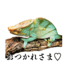 チームたわし（個別スタンプ：4）