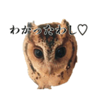 チームたわし（個別スタンプ：6）