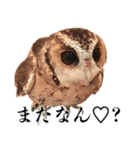 チームたわし（個別スタンプ：8）