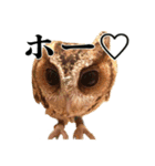 チームたわし（個別スタンプ：9）
