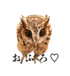 チームたわし（個別スタンプ：12）